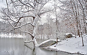 Winter snowscape by the lake