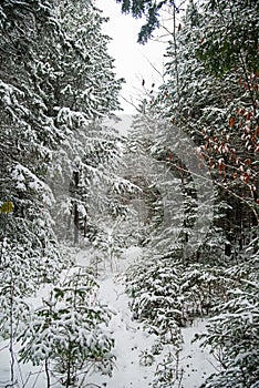 Winter Snowshoeing trail in New Brunswick