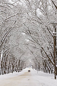 Winter snowy alley road. Branches of poplar trees. Cars on snow-covered winding rural asphalt street in town