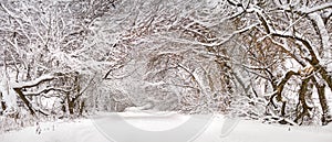 Winter snowy alley road panorama. Branches of trees and bushes. Snow-covered winding rural dirt street in village