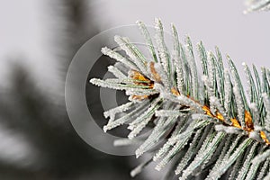 Winter snowy background with fir tree branches. Christmas card pine tree branches under winter snow