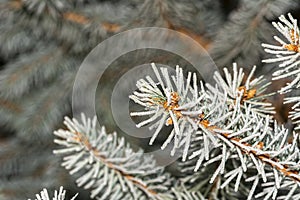 Winter snowy background with fir tree branches. Christmas card pine tree branches under winter snow