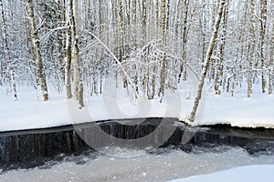 Winter snowy birch forest on the river bank at dawn