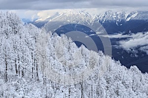 Winter snowy Caucasus mountain forest and peaks, Beautiful scenic landscape, Krasnaya Polyana, Sochi, Russia