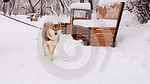 Winter, snowy day. A man with his dog, breed Shiba Inu, walks in the park. 4K