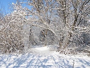 Winter snowy foliar forest
