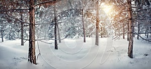 Winter snowy forest