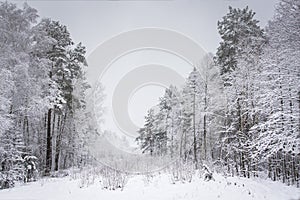 Winter in the snowy forest. Snow on trees. Winter landscape. Scenery cold nature with hoarfrost on branches.