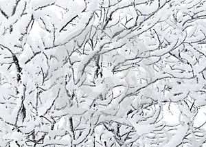 Winter snowy forest texture. The twisting branches of a tree in fluffy white hoarfrost. Christmas background.