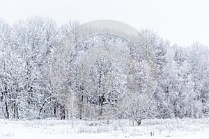 Winter snowy forest wall deadpan style white background