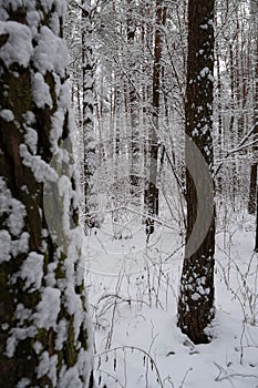 Winter snowy frosty pine forest landscape. Winter Christmas background with coniferous trees.