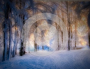 Winter snowy landscape with fresh snow covered trees