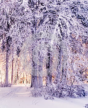 Winter snowy landscape with fresh snow covered trees
