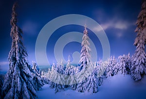 Winter snowy landscape with fresh snow covered trees