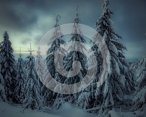 Winter snowy landscape with fresh snow covered trees