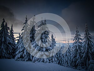 Winter snowy landscape with fresh snow covered trees