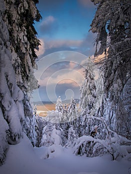 Winter snowy landscape with fresh snow covered trees