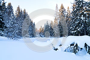 Winter snowy landscape with frozen spruces in northern forest