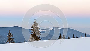 Winter snowy landscape in mountains with pine trees and white hi