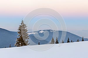 Winter snowy landscape in mountains with pine trees and white hi