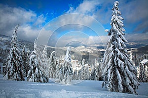 Winter snowy landscape in mountains of spruce forest nature