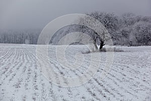 Winter snowy landscape shot in Dendropark, Poltava, Ukraine