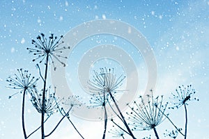Winter snowy landscape with silhouettes of dry plants of Hogweed or Cow Parsley on sky background. Withered inflorescences and
