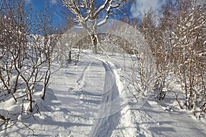 Winter Snowy Landscape, small trees, freeride skiing