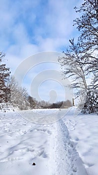 Winter snowy landscape with trees. Sunny day, frost, winter nature