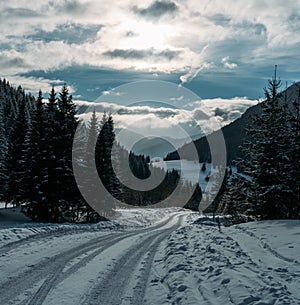 Zimní zasněžená krajina pohled na venkovskou cestu vedoucí přes smrkový horský les ve slovenských Nízkých Tatrách