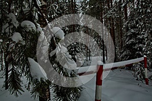 Winter snowy Mari forest, Russia.