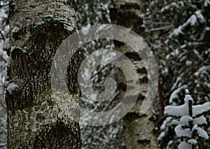 Winter snowy Mari forest, Russia.