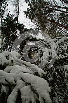 Winter snowy Mari forest, Russia.