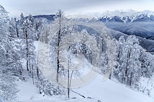 Winter snowy mountain forest and peaks beautiful scenery