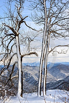 Winter snowy mountain forest scenic vertical landscape