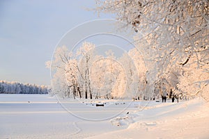 Winter snowy park landscape . the screensaver is winter . a snowy picture . cover photo