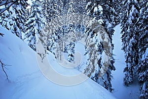 Winter Snowy Road at the Pine Forest or Spruce Woods at the Mountains with Snow