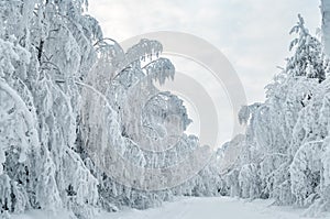 Winter snowy road with snow-covered trees in forest, overcast