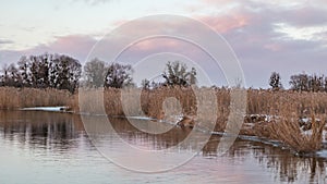 Winter snowy sunset view on river shore with reeds