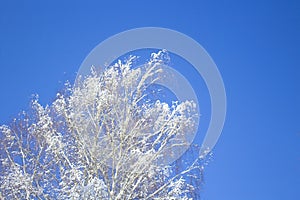 Winter snowy tree against a blue sky