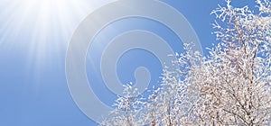 Winter snowy tree, blue sky with sun