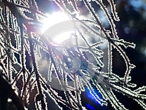 Winter snowy tree branches detail with snow directly in the frame