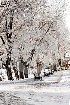 Winter snowy white landscape on a sunny day