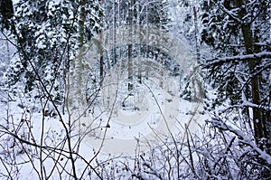 Winter snowy wood landscape