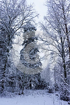 Winter snowy wood landscape