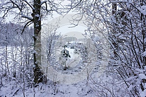 Winter snowy wood landscape