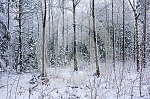 Winter snowy wood landscape