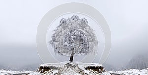 Winter Solitude tree