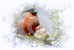 Winter song bullfinch birds and finches.