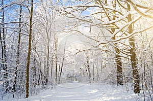 Winter species of snow-covered tree branches against a blue clear frosty sky.